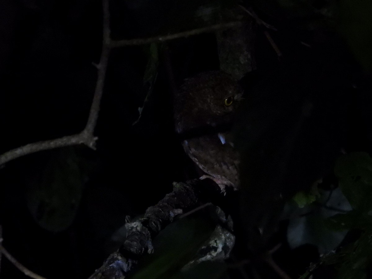 Mountain Scops-Owl - ML608790488