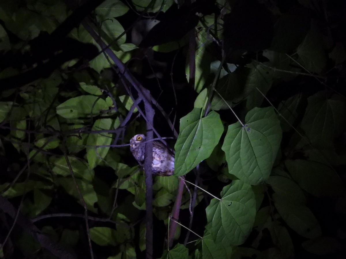 Oriental Scops-Owl - ML608790508
