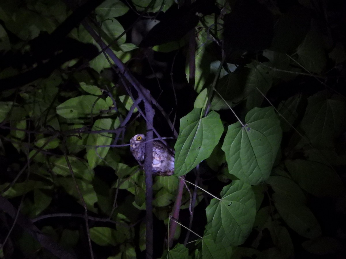 Oriental Scops-Owl - ML608790508