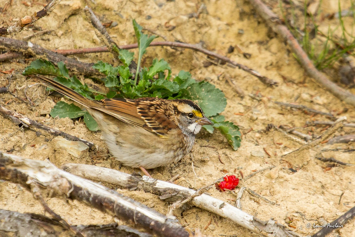 White-throated Sparrow - ML608790514