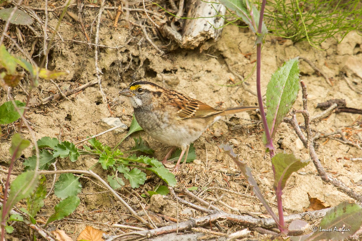 White-throated Sparrow - ML608790515