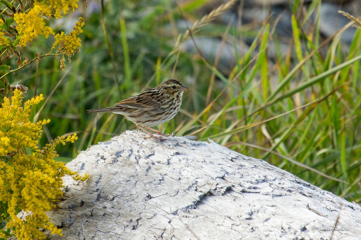 Savannah Sparrow - ML608790566