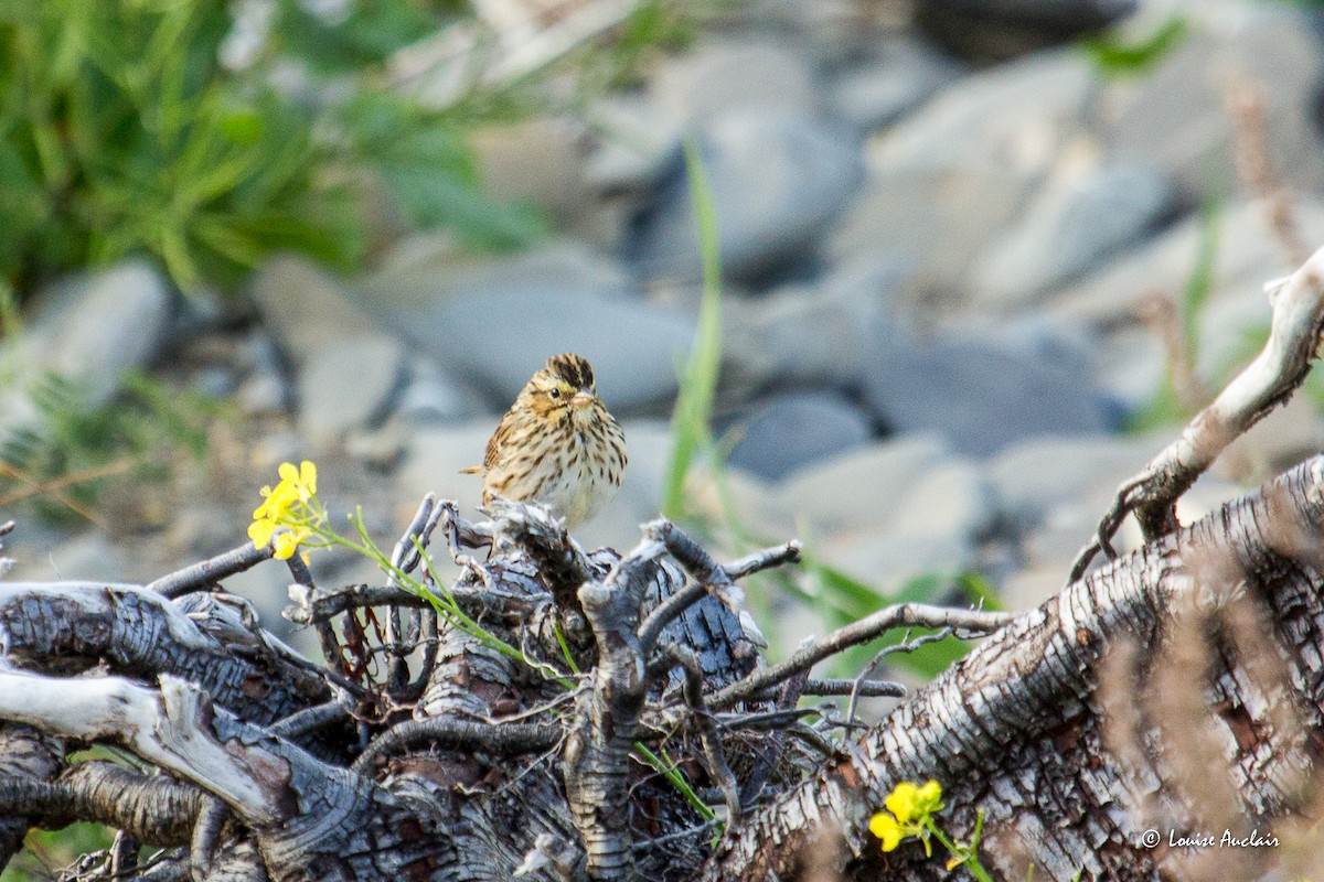 Savannah Sparrow - ML608790567
