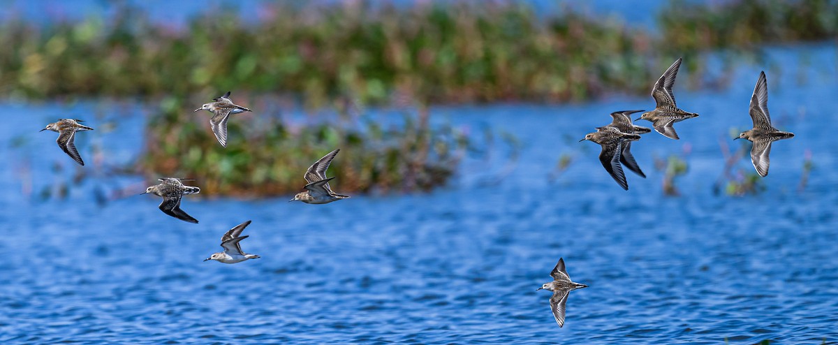 gulbrystsnipe - ML608790632