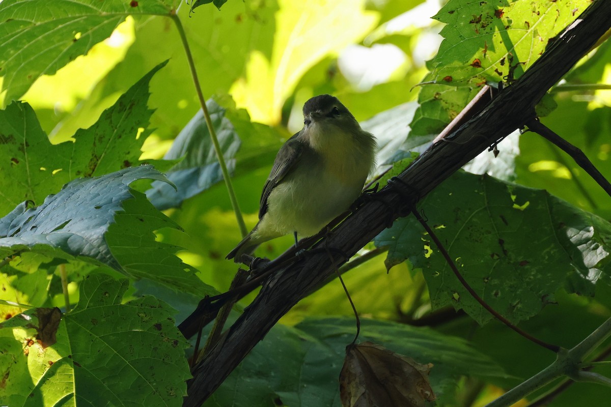 Philadelphia Vireo - ML608790653