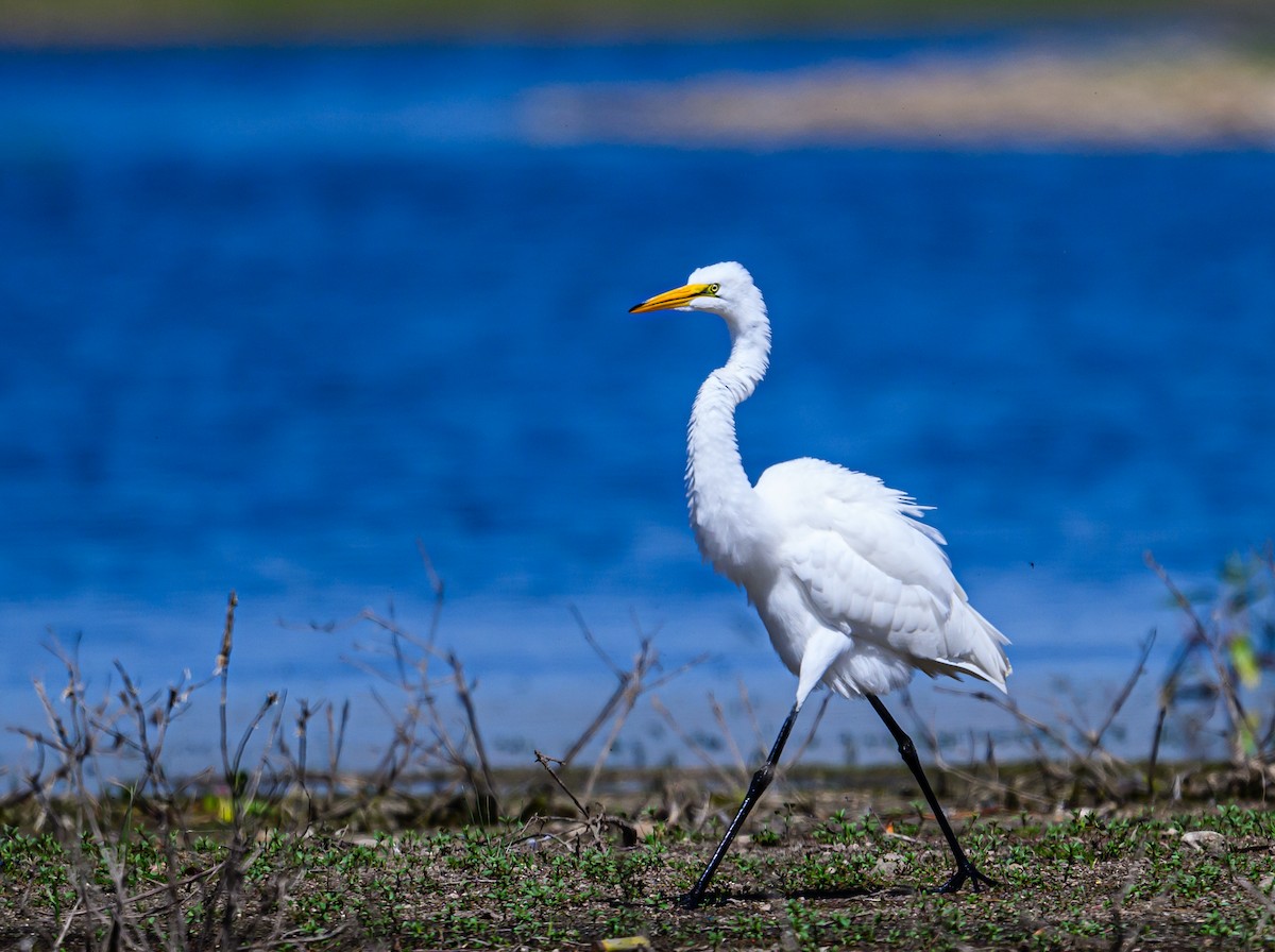 Great Egret - Ken Miracle