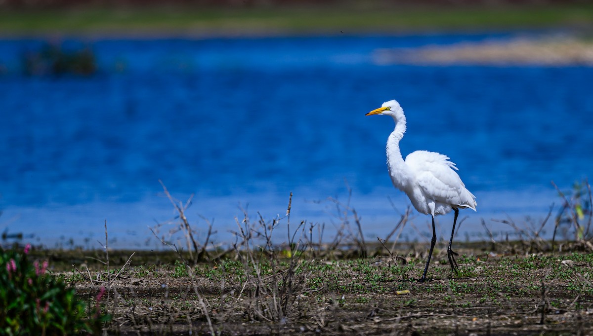 Great Egret - Ken Miracle