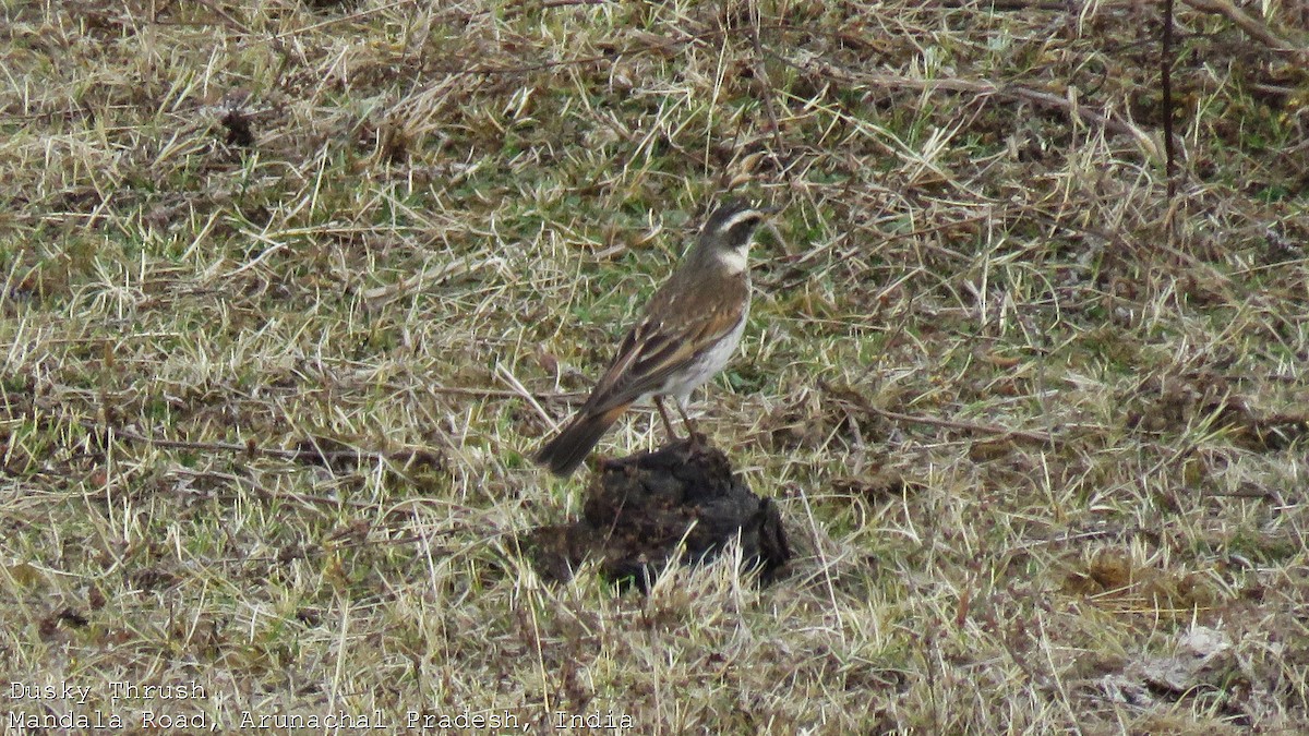 Dusky Thrush - ML608790803