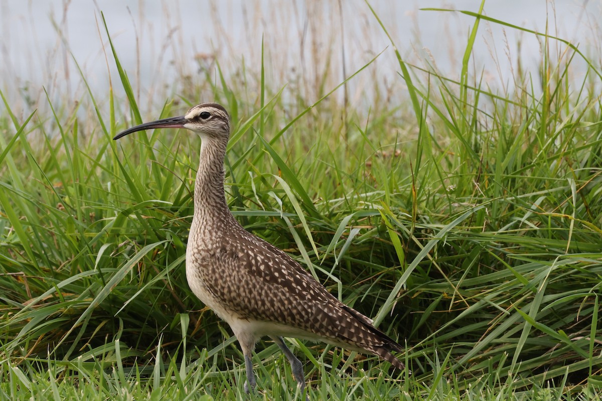 Hudsonian Whimbrel - Charlie Kaars