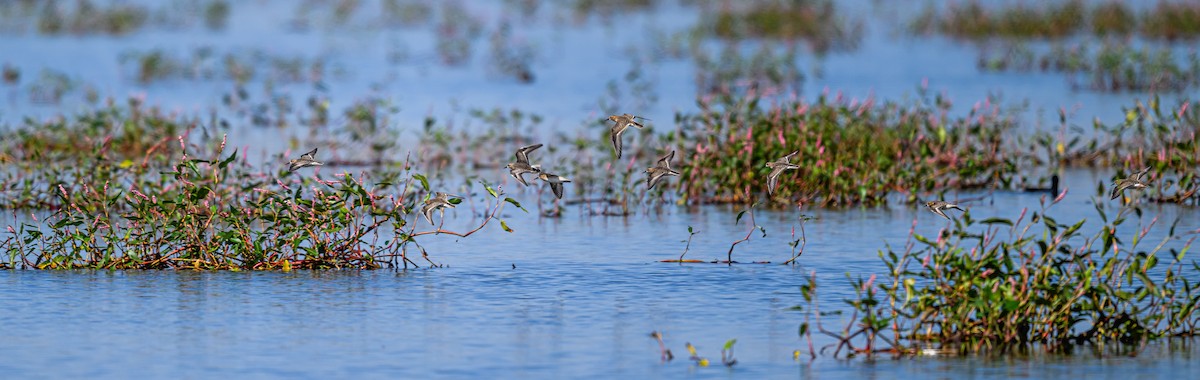 gulbrystsnipe - ML608790899