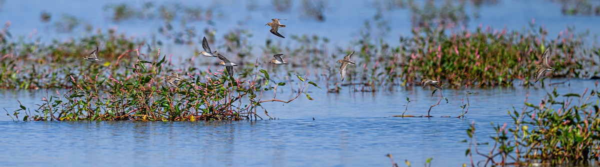 gulbrystsnipe - ML608790900