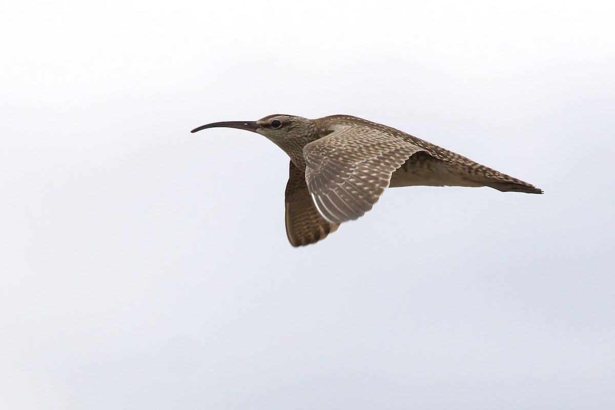 Whimbrel - George Forsyth