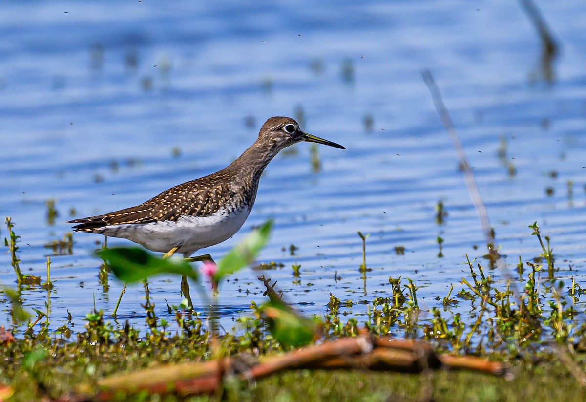 Solitary Sandpiper - ML608791053