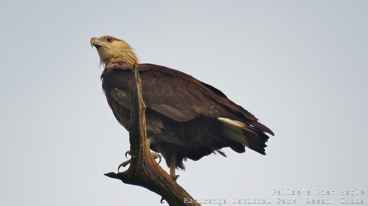Pallas's Fish-Eagle - Martien Prins
