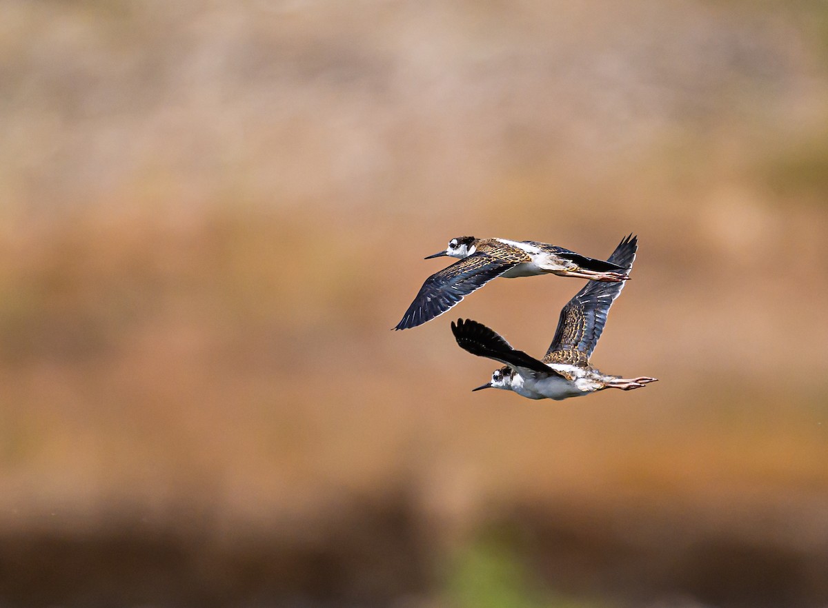 Black-necked Stilt - ML608791093