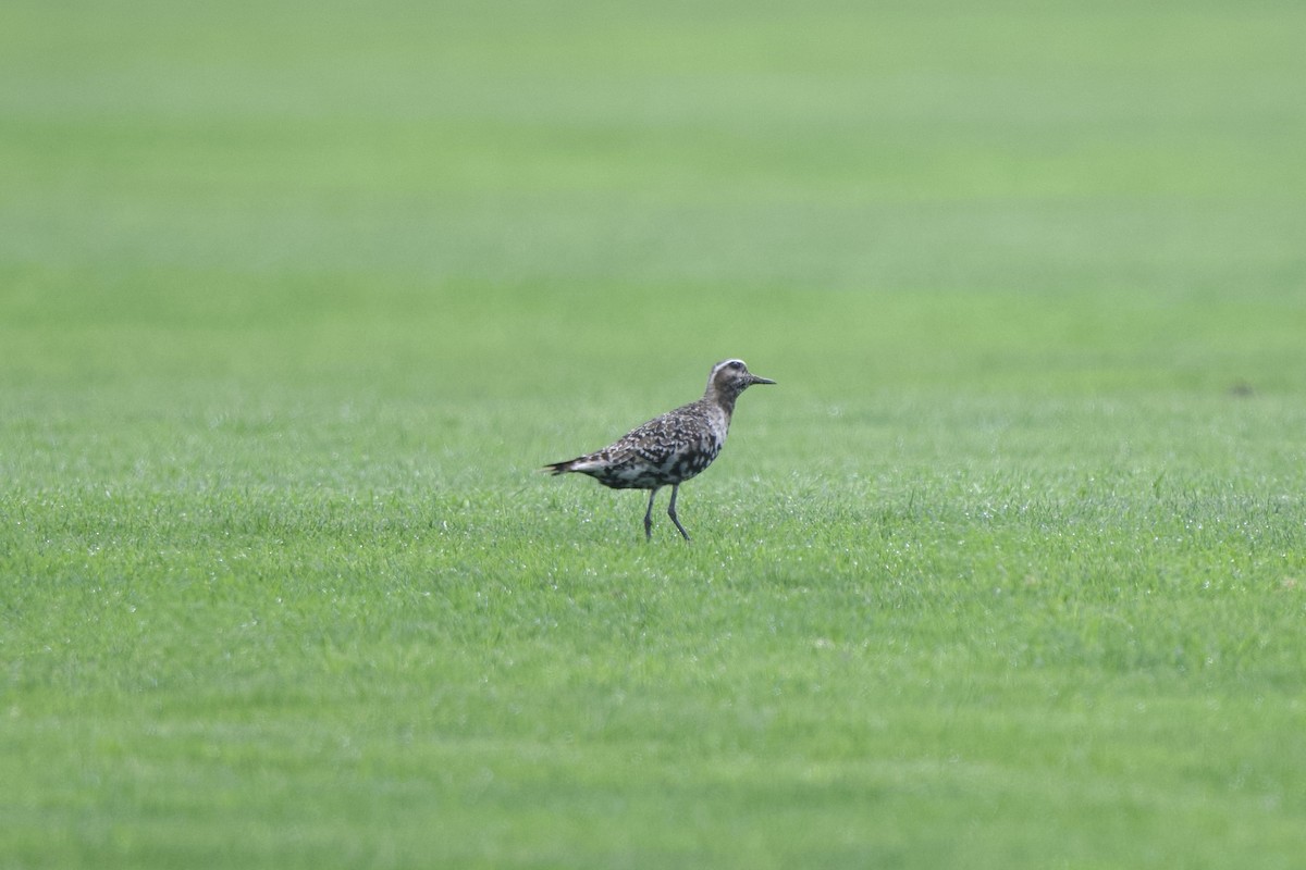 American Golden-Plover - Chad Hutchinson