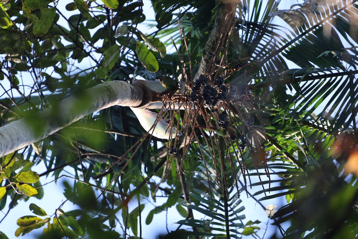 Santarem Parakeet - ML608791196