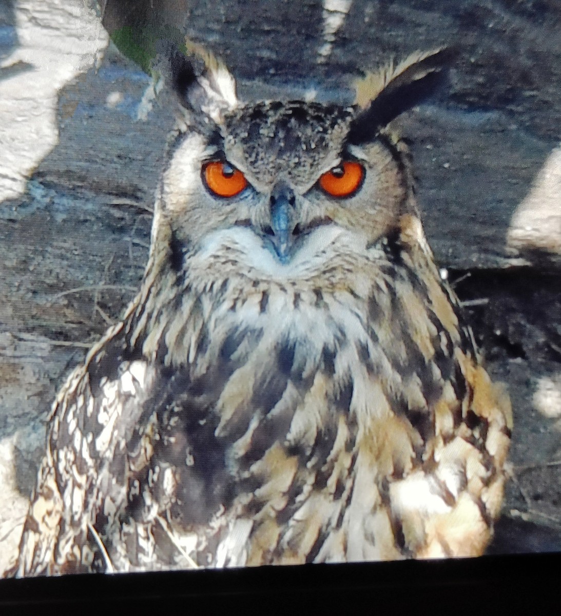 Rock Eagle-Owl - ML608791212