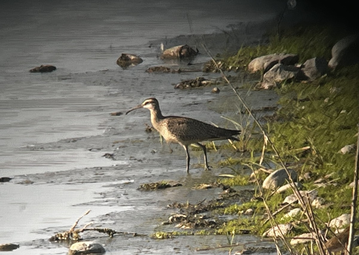 Whimbrel - ML608791233