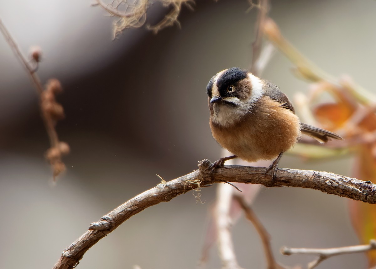 Black-browed Tit (Burmese) - ML608791374