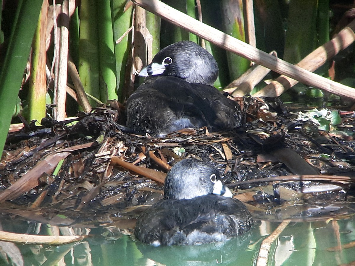 Pied-billed Grebe - ML608791402