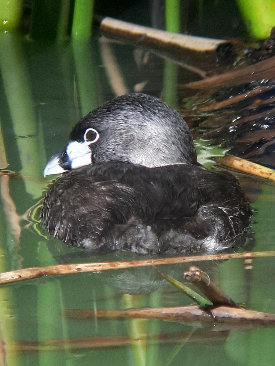 Pied-billed Grebe - ML608791403