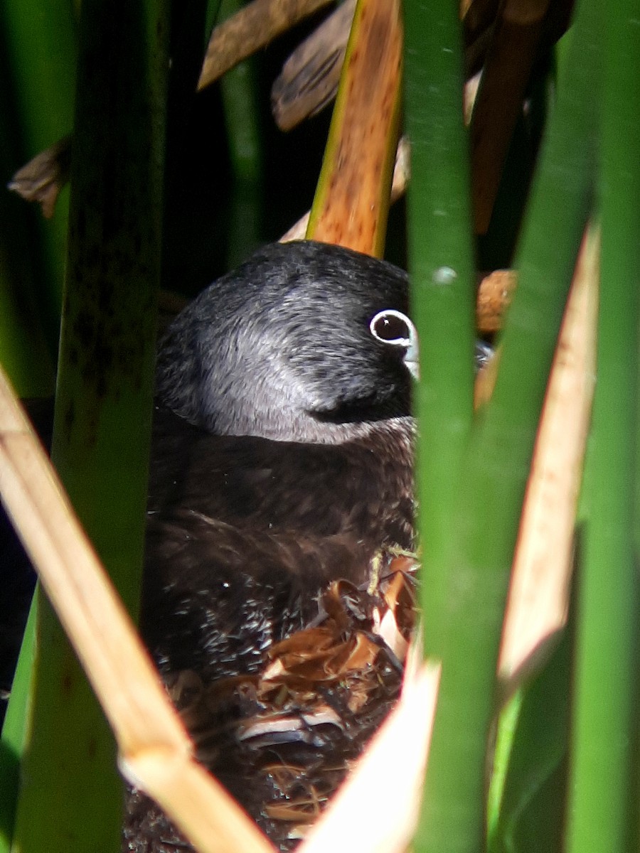 Pied-billed Grebe - ML608791404