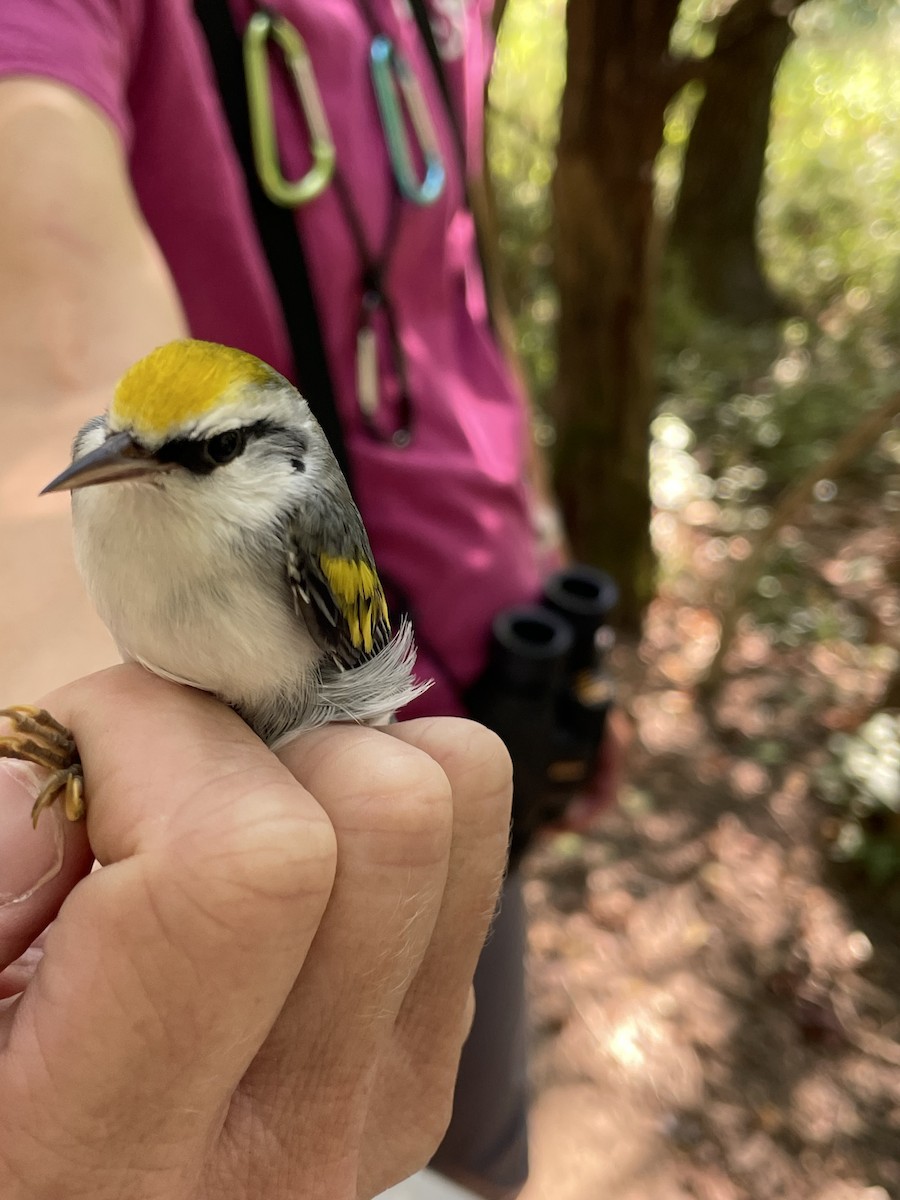 Brewster's Warbler (hybrid) - ML608791448