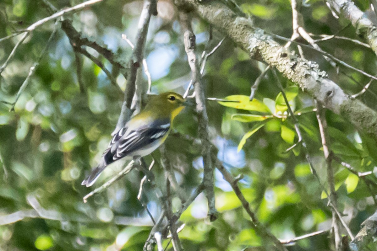 Yellow-throated Vireo - ML608791507