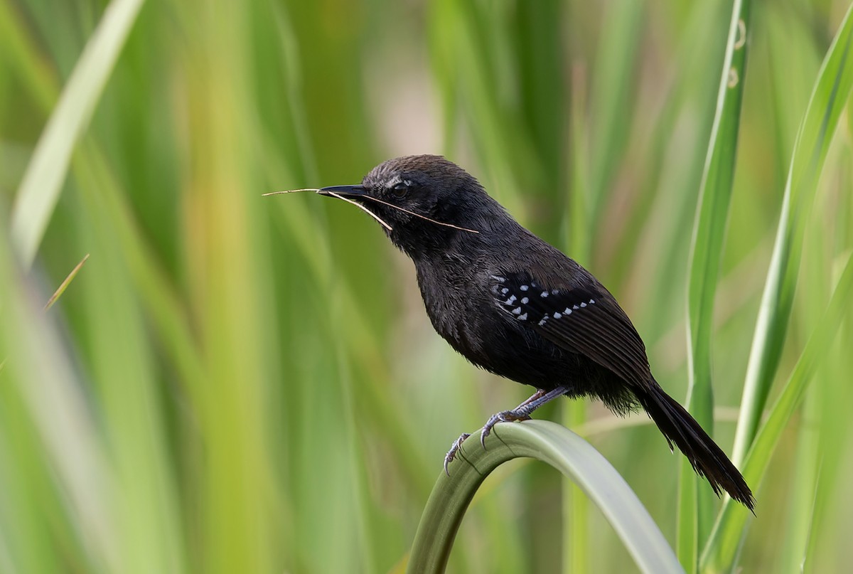 Marsh Antwren - ML608791521