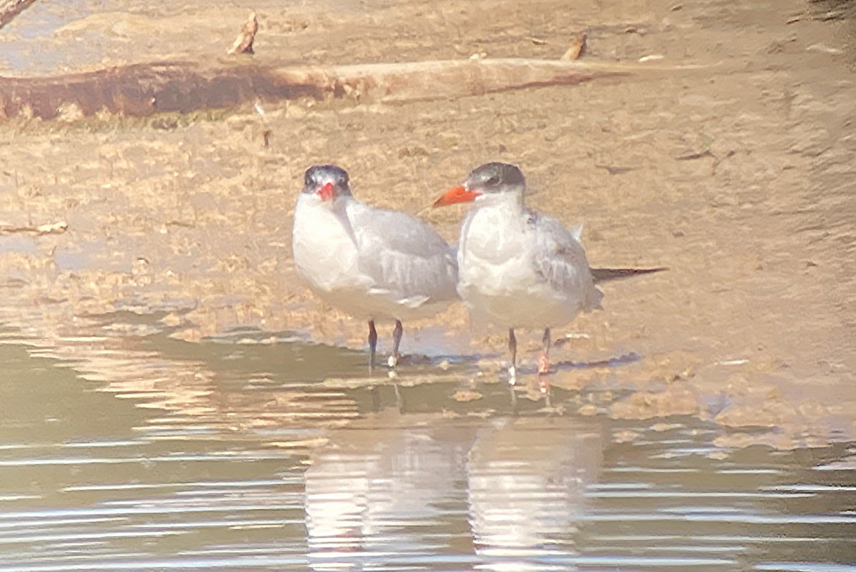 Caspian Tern - Juan Pérez