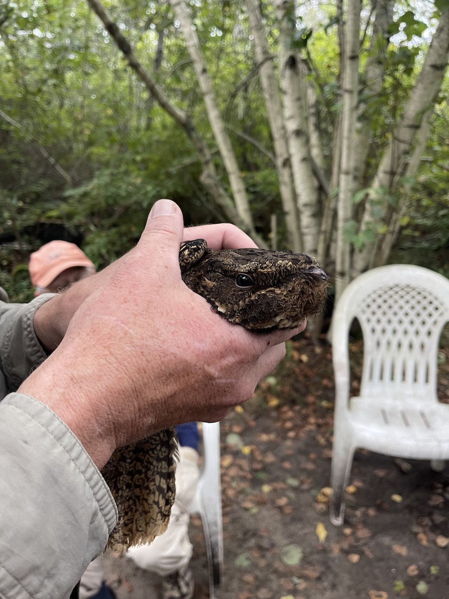 Chuck-will's-widow - ML608791570