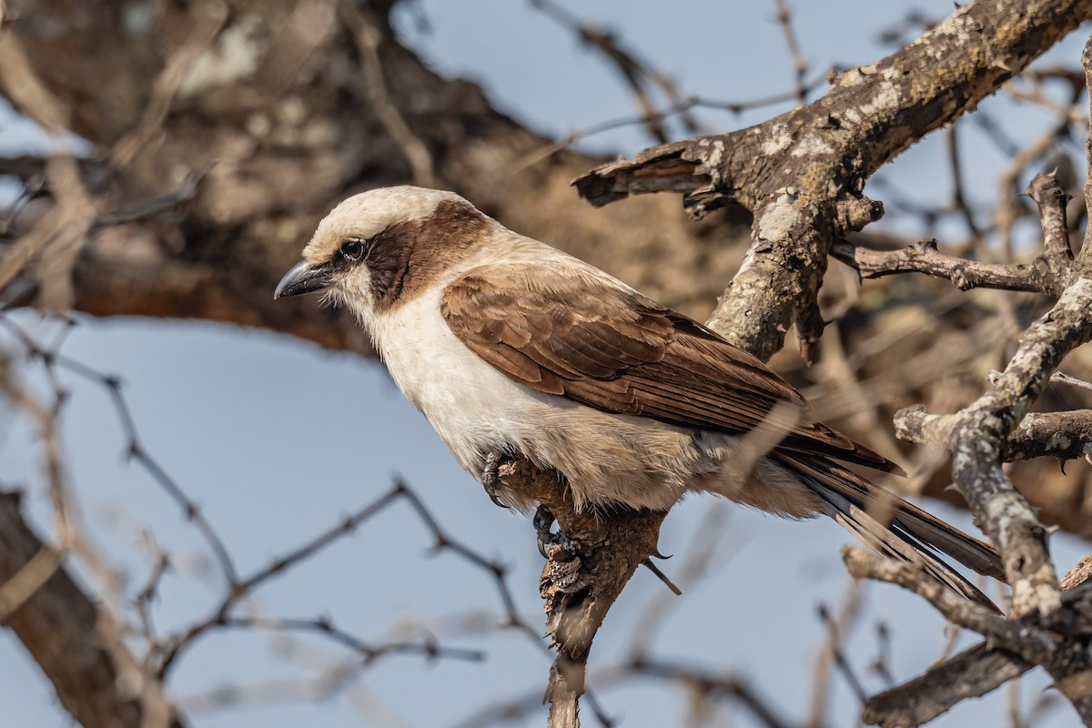 White-crowned Shrike - ML608791579