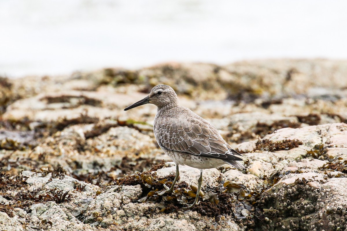 Red Knot - Marie O'Shaughnessy