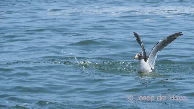 Belcher's Gull - ML608791692