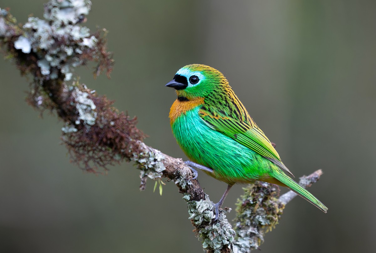 Brassy-breasted Tanager - ML608791771
