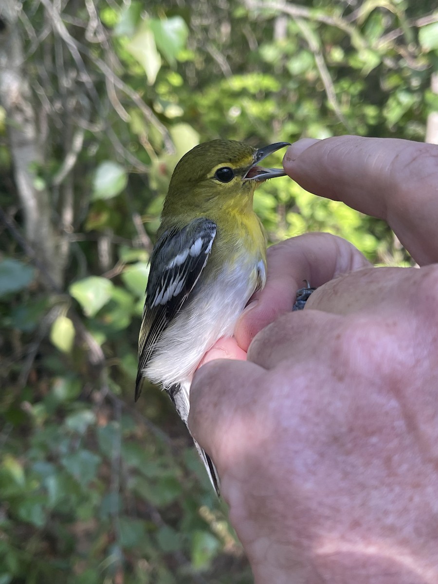 Yellow-throated Vireo - ML608791795