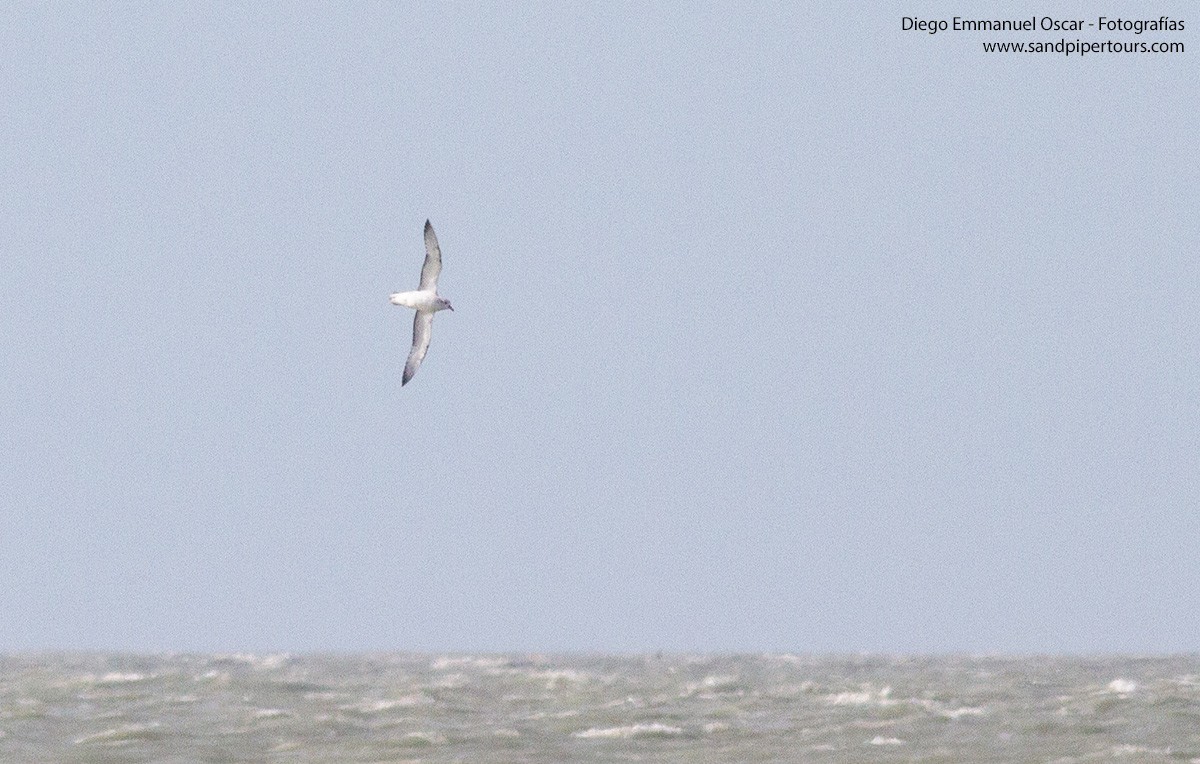 Southern Fulmar - Diego Oscar / Sandpiper Birding & Tours