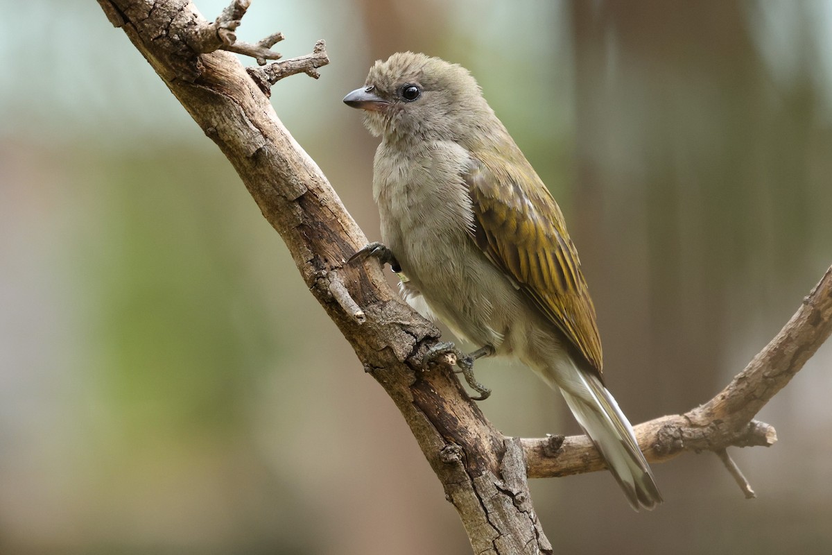 Lesser Honeyguide - ML608791882