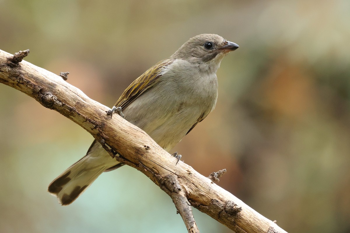 Lesser Honeyguide - ML608791883