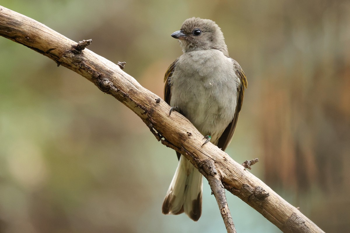 Lesser Honeyguide - ML608791884