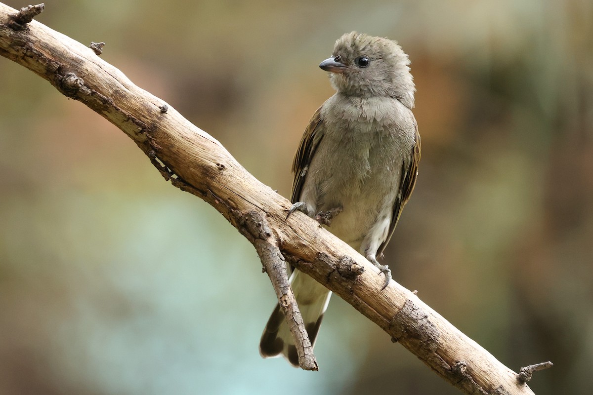 Lesser Honeyguide - ML608791886