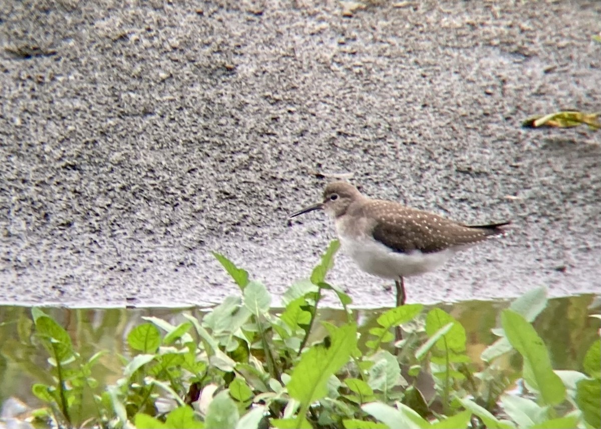 Solitary Sandpiper - ML608791888