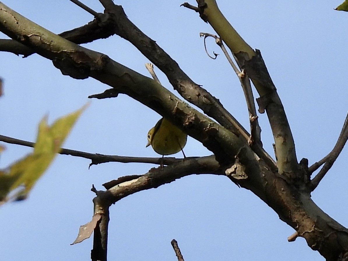 Yellow Warbler - ML608791915