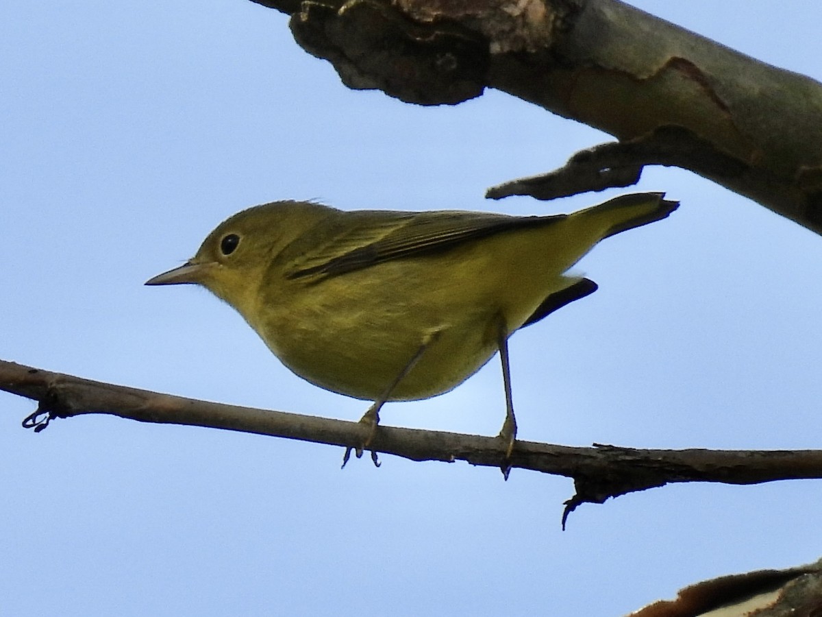 Paruline jaune - ML608791916