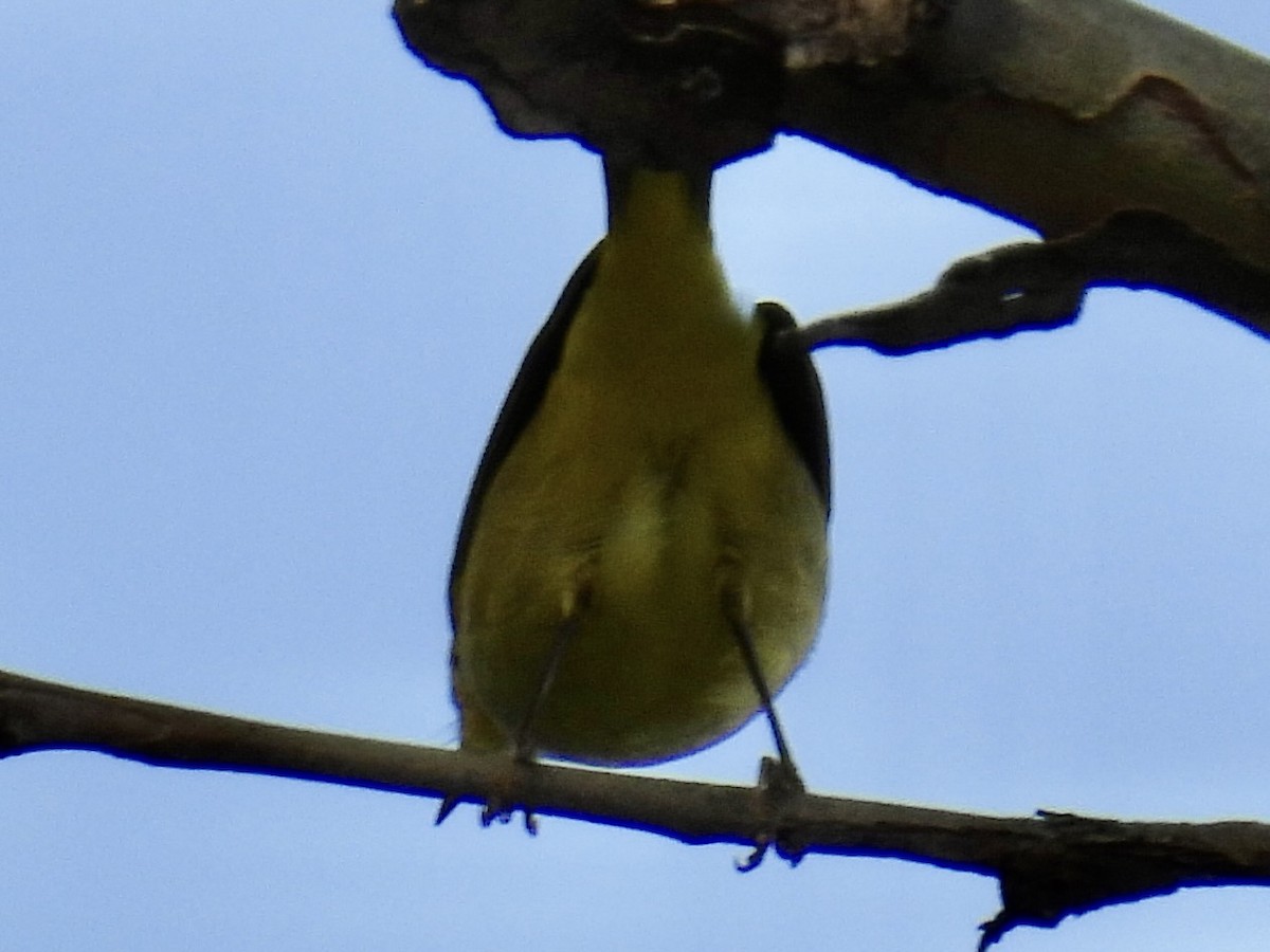 Paruline jaune - ML608791917