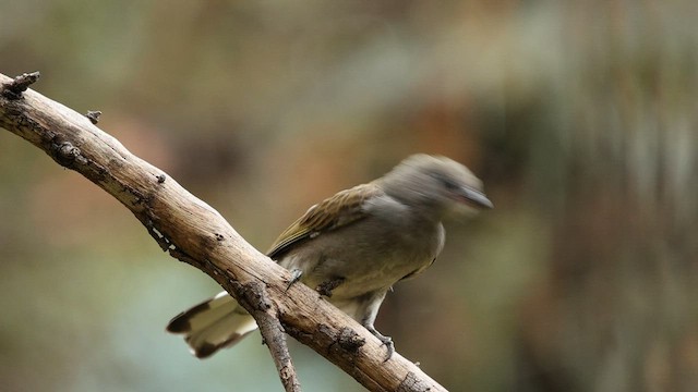 Lesser Honeyguide - ML608791923