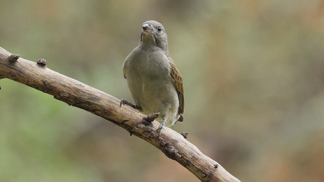 Lesser Honeyguide - ML608791947