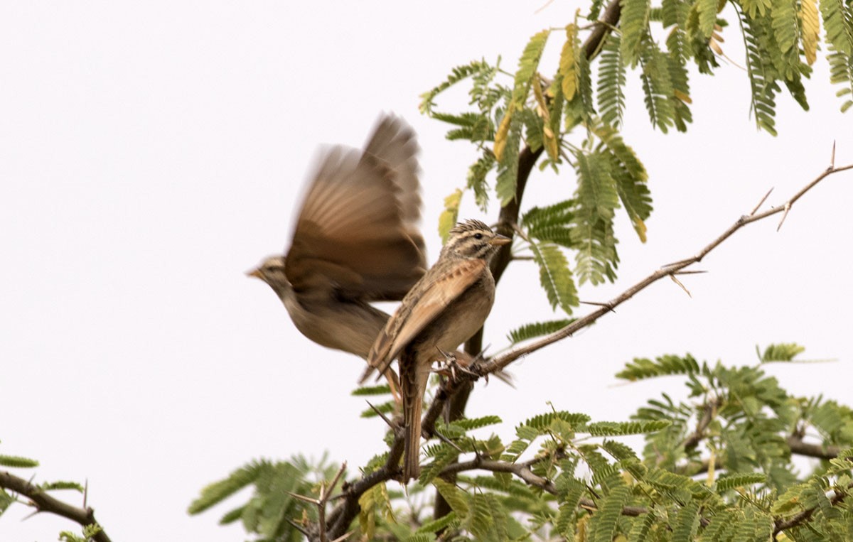 Striolated Bunting - ML608791978