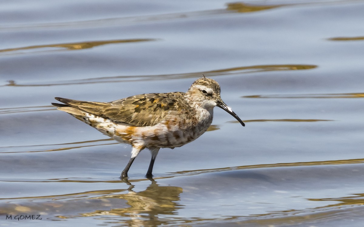 Curlew Sandpiper - ML608792005